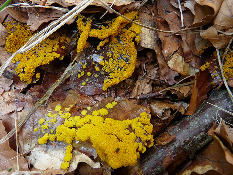 Physarum virescens